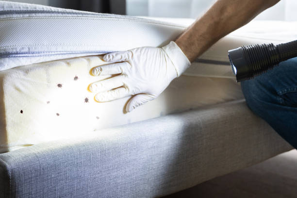 Best Wasp Removal Services  in Au Sable, MI