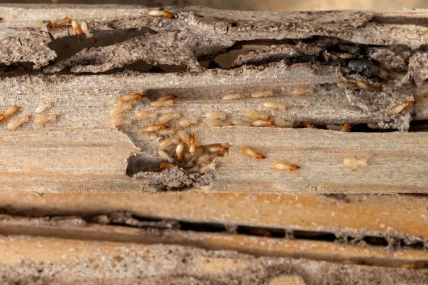 Best Termite Control Services  in Au Sable, MI